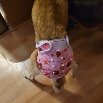 Diapers for Dog