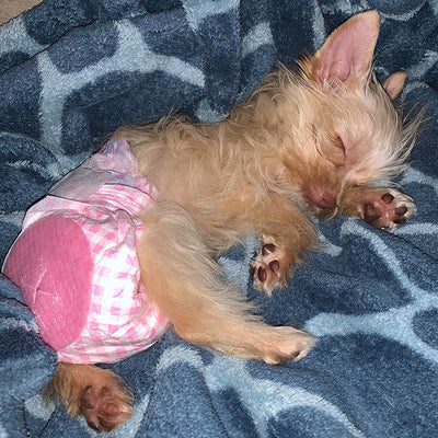 Disposable Female Dog Diapers - Petsoft