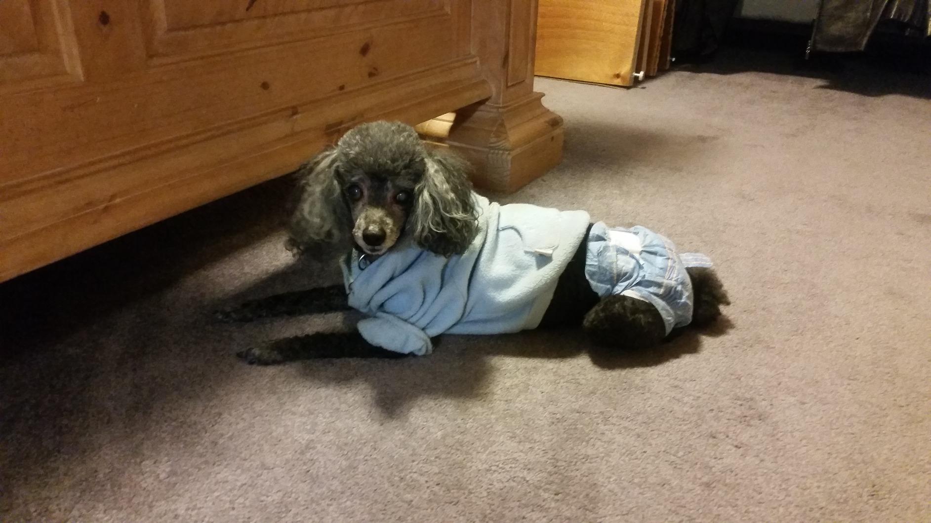A dog in a pet diaper.
