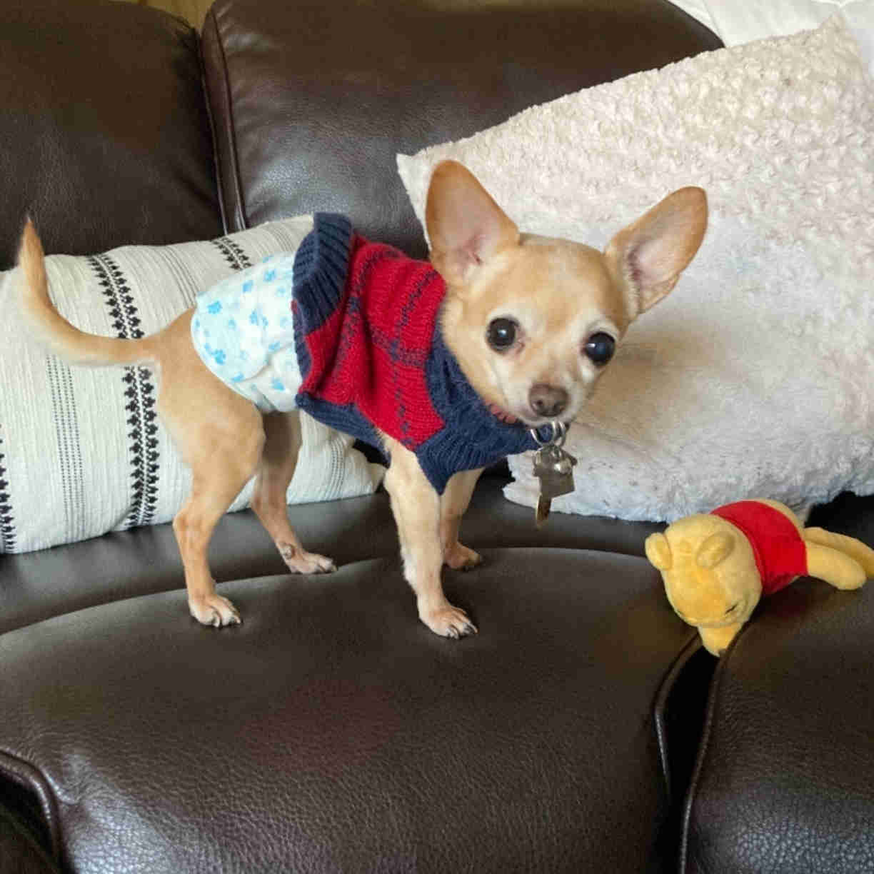 Pet Soft Mystery Box
