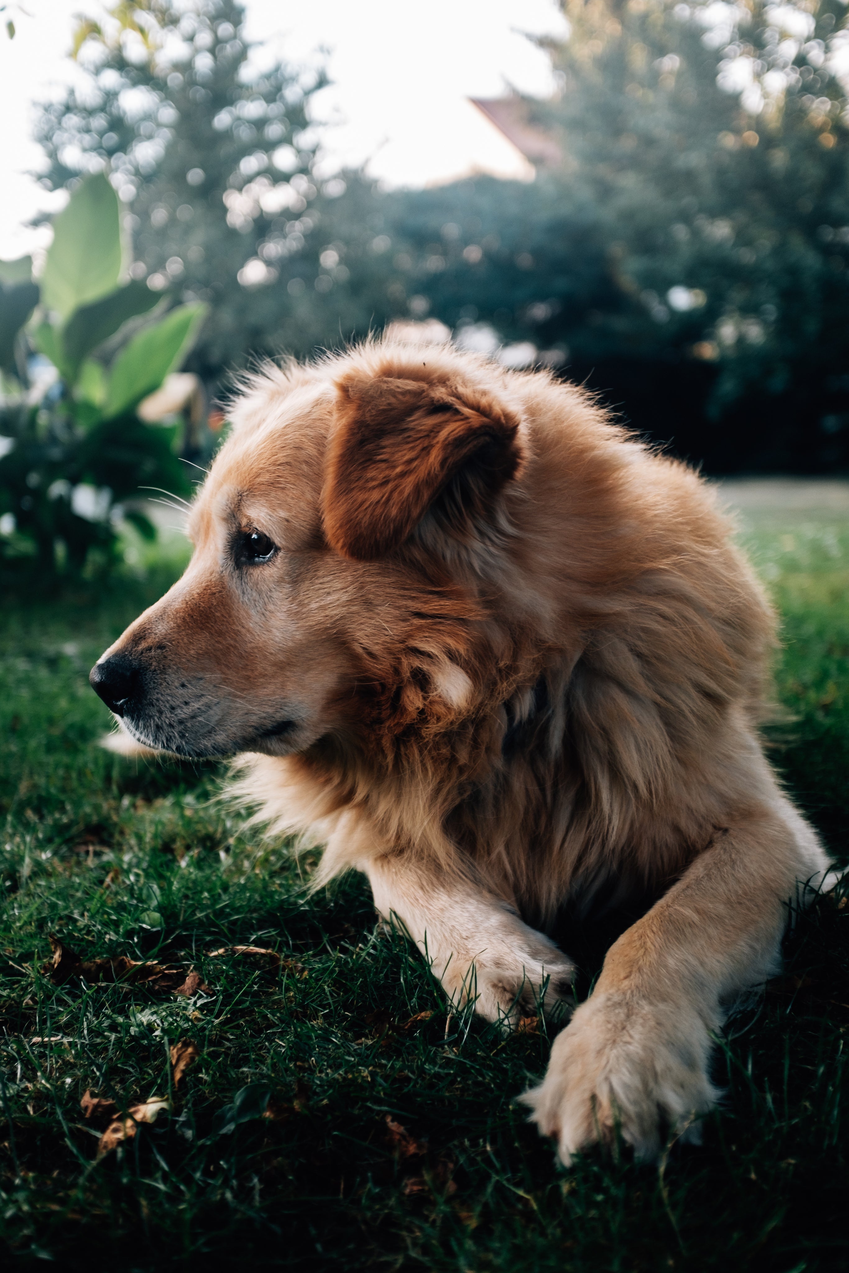 Our Pets