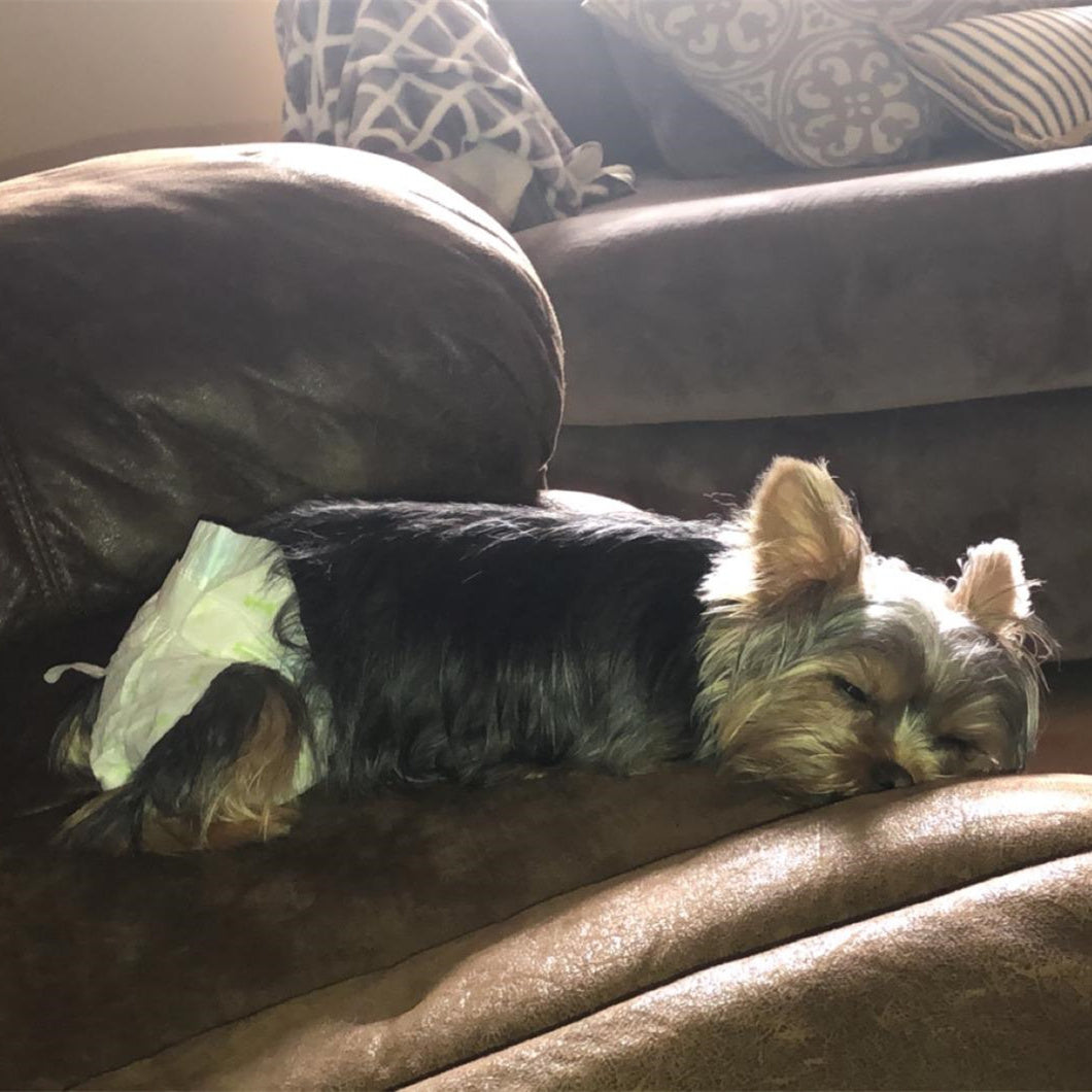 A dog in disposable pet diapers