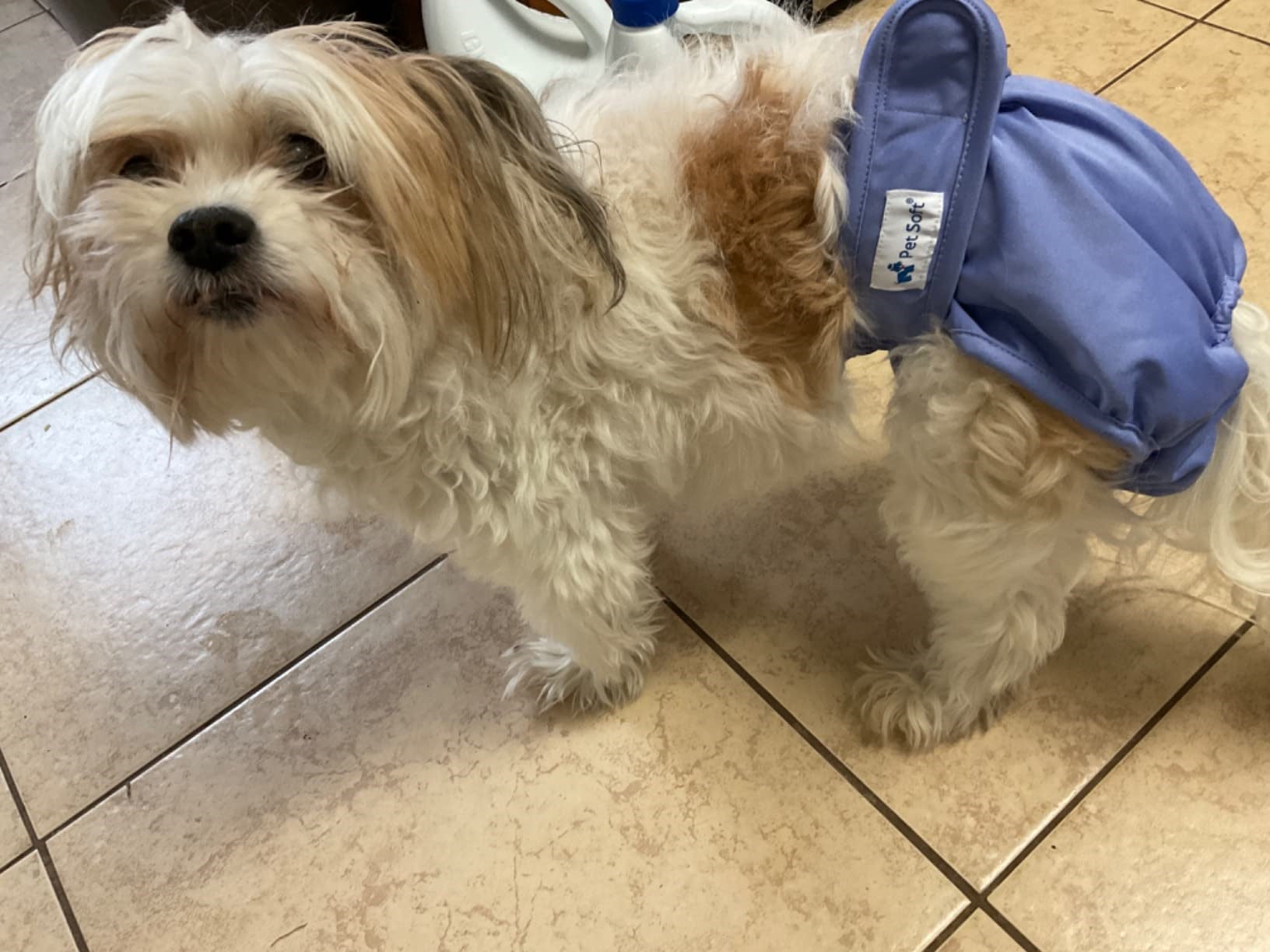 Dogs wear washable diapers to prevent incontinence