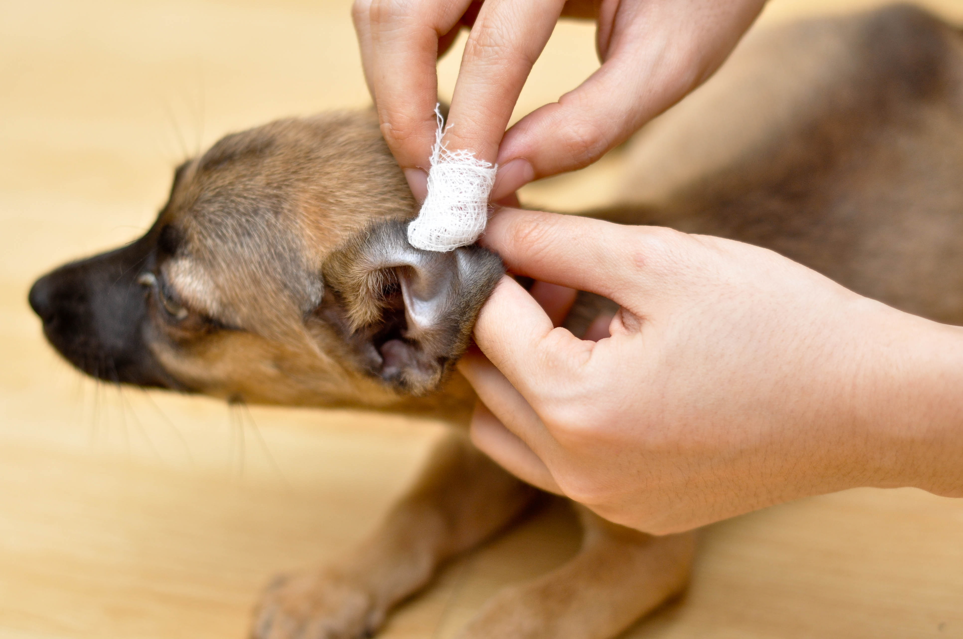 Clean your dog's ears to prevent ear canal problems
