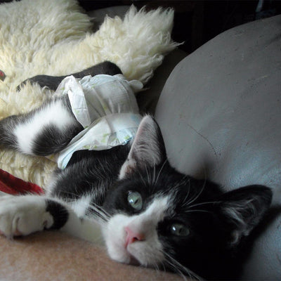 Disposable Diapers for Cat
