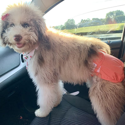 Female Dog Diapers