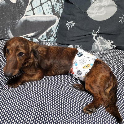Washable Male Dog Diapers - Petsoft
