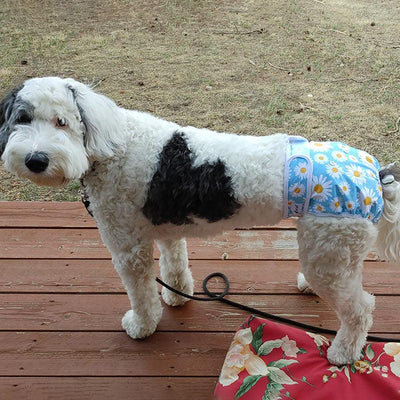 Washable Female Dog Diapers - Petsoft