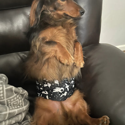 Male Dog Diapers