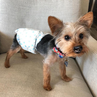 Disposable Male Dog Diapers - Petsoft