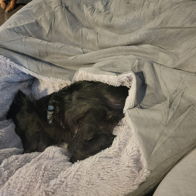 Pet Bed