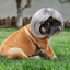Adorable Appearance Pet Short Hair Wig Headband - Cute and Playful All Seasons Fun Accessory for Dogs & Cats, Valentine's Day Gift