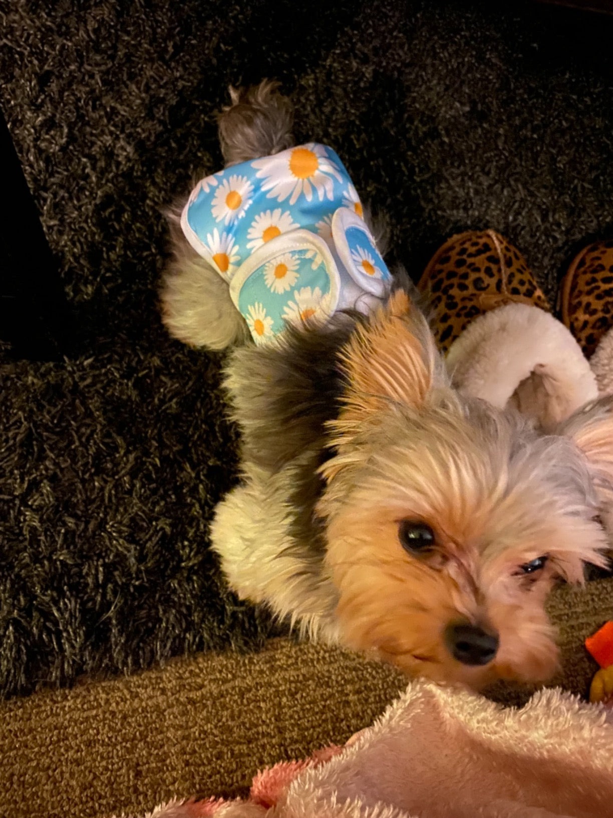 Washable Female Dog Diapers