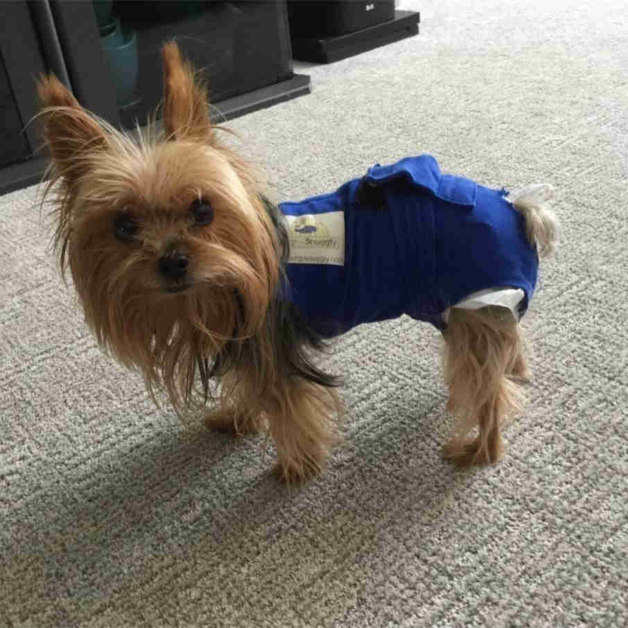 Best Online Pet Supply Store With Free Shipping Petsoft best-online-pet-supply-store-with-free-shipping-petsoft