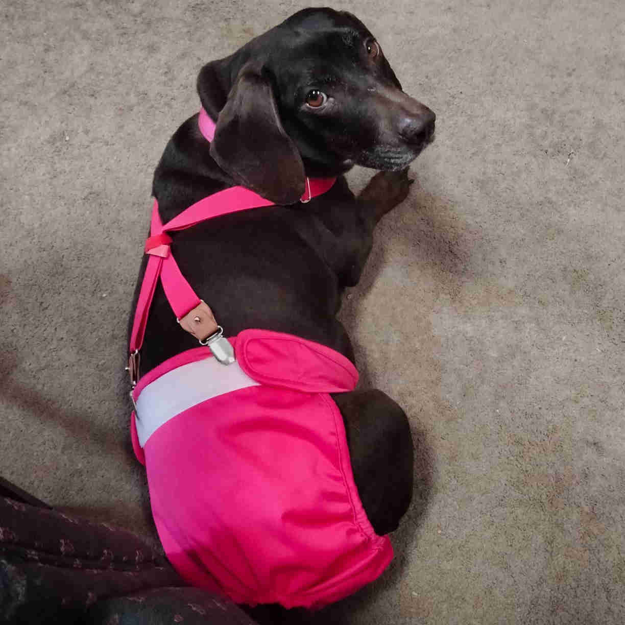 Best Online Pet Supply Store With Free Shipping Petsoft best-online-pet-supply-store-with-free-shipping-petsoft