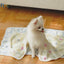 Fluffy Cats Dogs Blankets, 3 Pack (Bone)